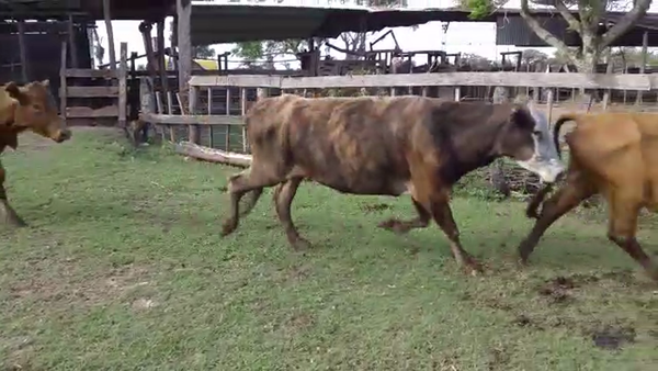 Lote 55 Vacas de invernar en Berón de Astrada, Corrientes