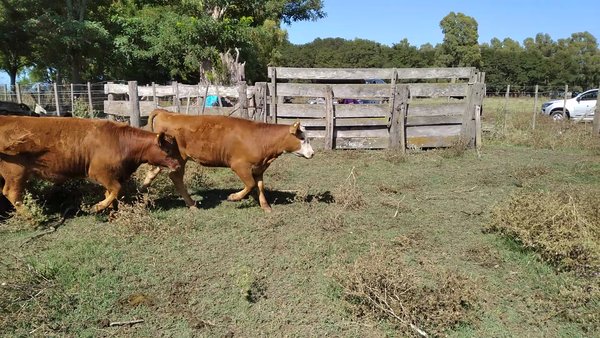 Lote 44 Terneros/as en Rauch, Buenos Aires