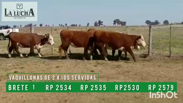 Lote VAQUILLONAS PI DE 2 AÑOS SERVIDAS