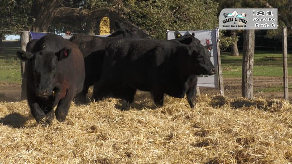 Lote VAQUILLONAS PC PARICION OTOÑO