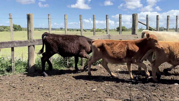 Lote TERNEROS Y TERNERAS