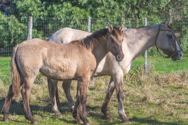Lote CALANDRIA BAGUAL