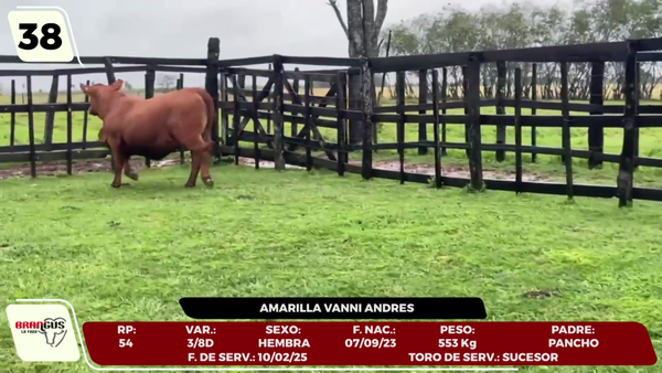 Lote LOTE 38 - CAMPO