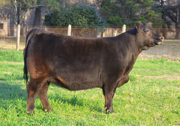 Lote EMBRIONES G792 Parvera con Heredero