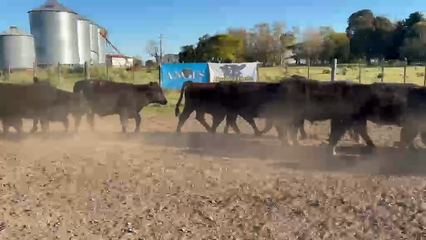 Lote 68 Terneros