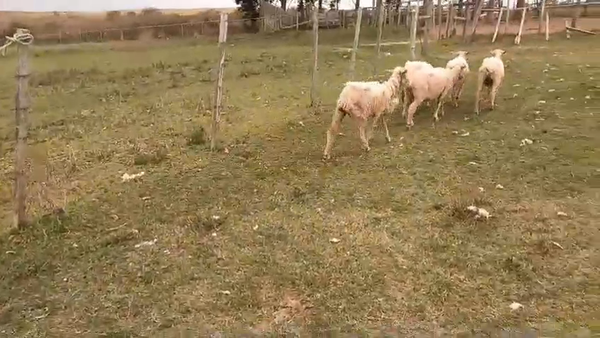 Lote 80 Ovejas MERINO 35kg -  en BELEN, BOYCUA