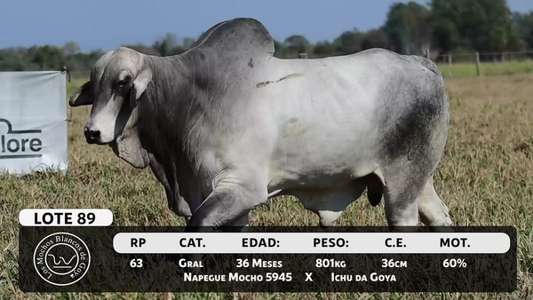 Lote LOTE 89