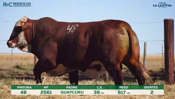 Lote Toros Braford controlados