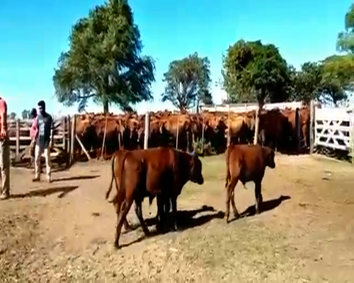 Lote 44 Terneros en Canals, Córdoba