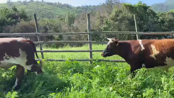 Lote 25 Novillo Engorda en La Ligua,  V  Región Valparaíso
