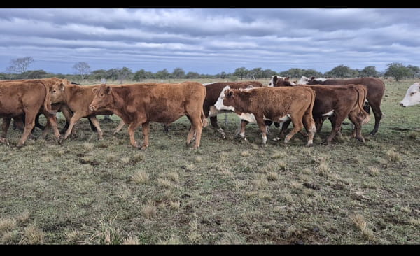 Lote 270 Novillos en Corrientes, Curuzú-Cuatiá