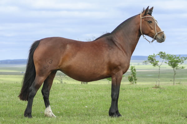 Lote MELODIA DE LOS CARDOS