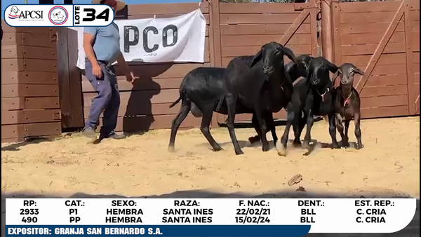 Lote LOTE 34