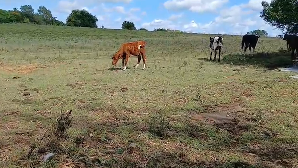 Lote 3 Terneras, San José