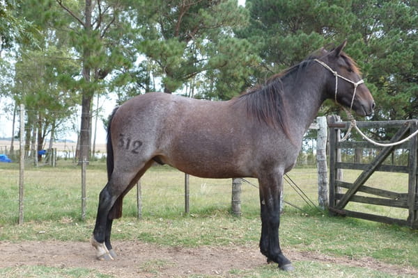Lote LENGUARAZ ESCONDIDO