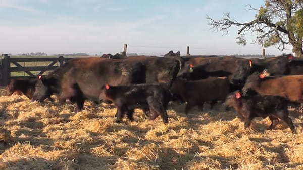 Lote VACAS CUT NEGRAS PARIDAS