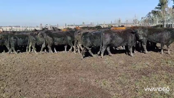 Lote 60 Terneros/as en Brandsen, Buenos Aires