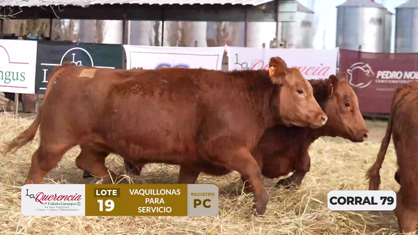 Lote VAQUILLONAS PC PARA SERVICIO