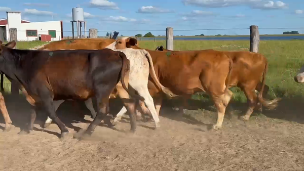 Lote 58 Vacas de invernar en Corrientes, Yataití Calle