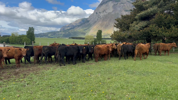 Lote 60 Novillo Engorda en Coyhaique, XI Región Aysén