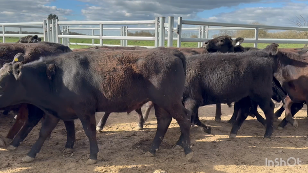 Lote 102 Novillitos