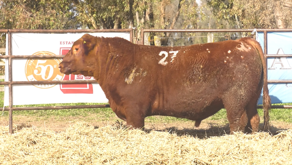 Lote TOROS ANGUS COLORADOS PC