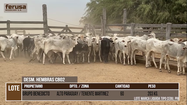 Lote LOTE 4 - 60 DESMAMANTES HEMBRAS CBO 2