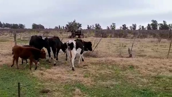 Lote (Vendido)6 Piezas de cría AA/ HO en CARDONA