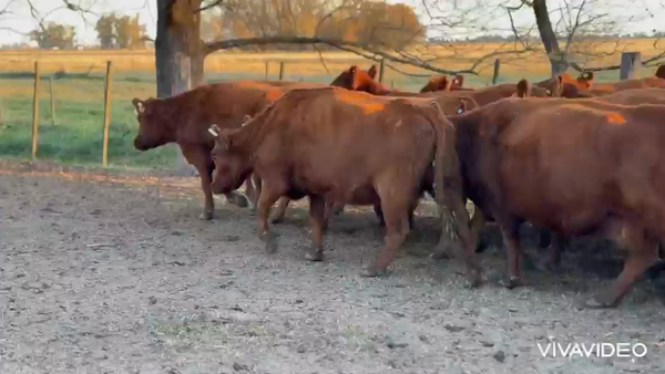 Lote 43 Vacas nuevas Preñadas