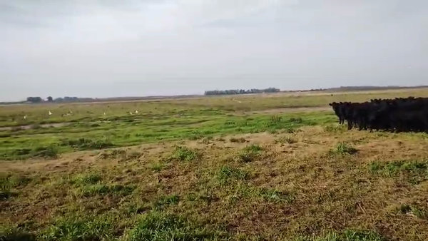 Lote 68 Terneros en Carlos Casares