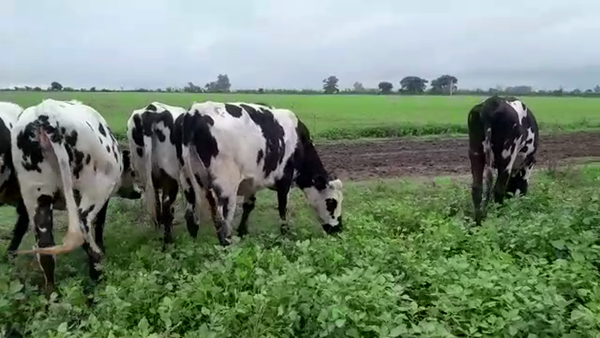 Lote 6 VAQUILLONAS PREÑADAS NORMANDO EN SUARDI, SANTA FE