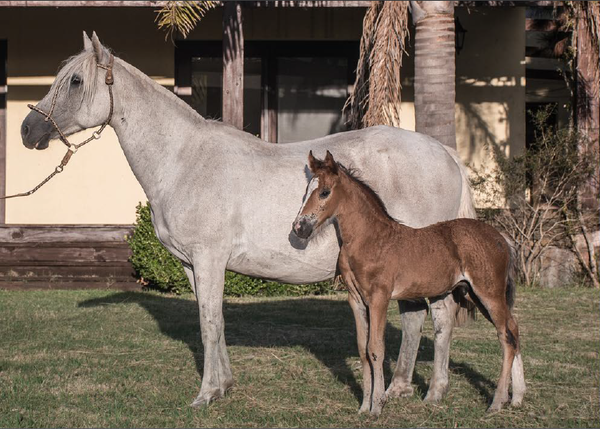 Lote PRIMERA DEL CHAMAME