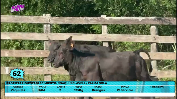 Lote LOTE 62