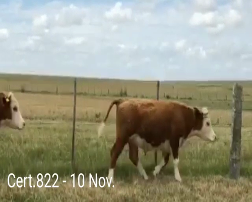 Lote NOVILLOS DE 1 A 2