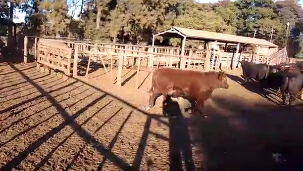 Lote 90 Novillos Braford y cruzas británicas en Cayastá, Santa Fe