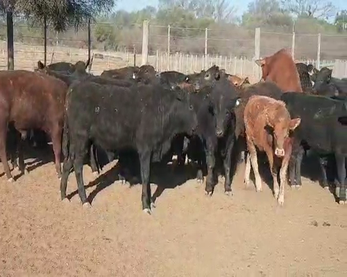 Lote 200 Terneros en Tintina, Santiago del Estero
