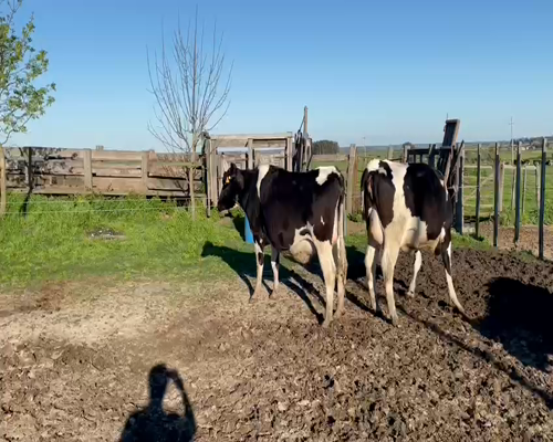 Lote 4 Vaca en Artigas