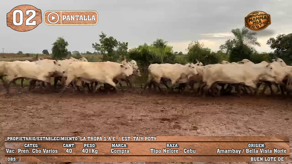 Lote LOTE 2 - POR PANTALLA