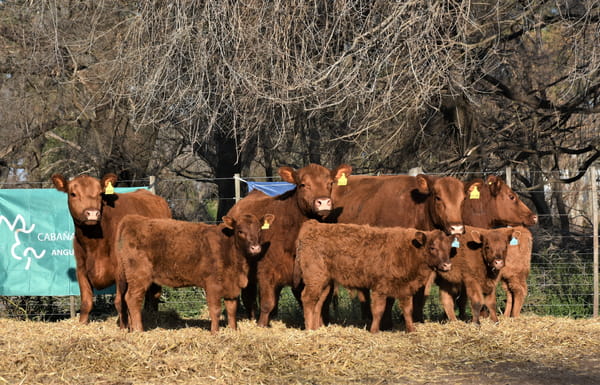 Lote "Cabaña ""La Marianita"" Vacas 1ra paricion otoño mas con servicio"