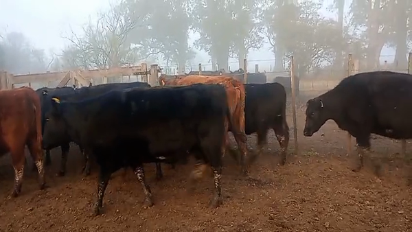 Lote 15 Vaquillonas C/ gtia de preñez