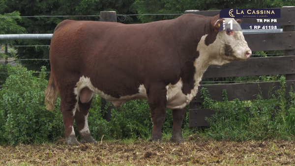 Lote TORO HEREFORD PURO REGISTRADO