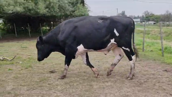 Lote Toros 600kg - , San José