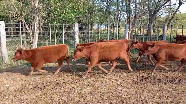 Lote 26 Terneras