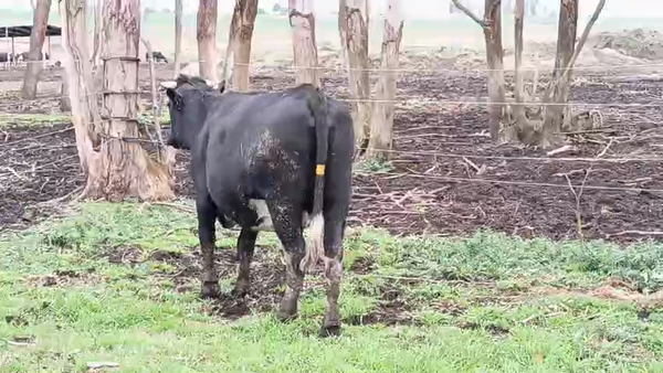 Lote 2 Vaquillonas  400kg - , San José