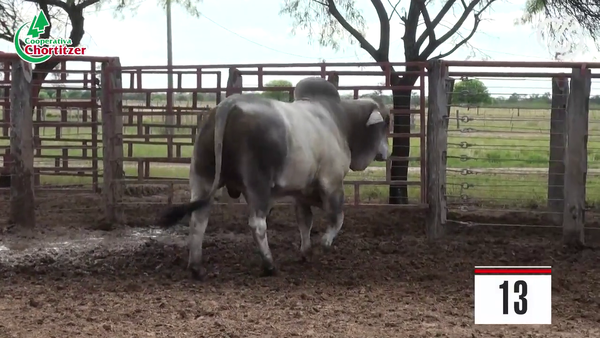 Lote Brahman