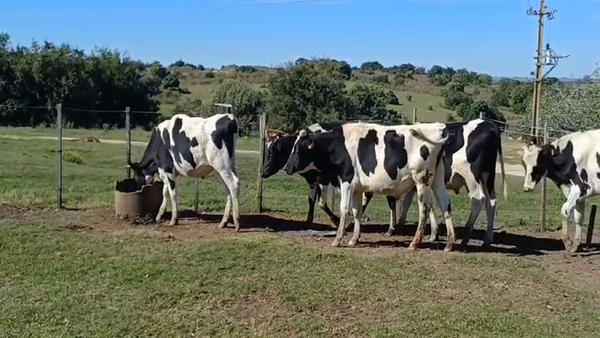 Lote 26 Novillos Holando HOLANDO 310kg -  en PASO MORLAN