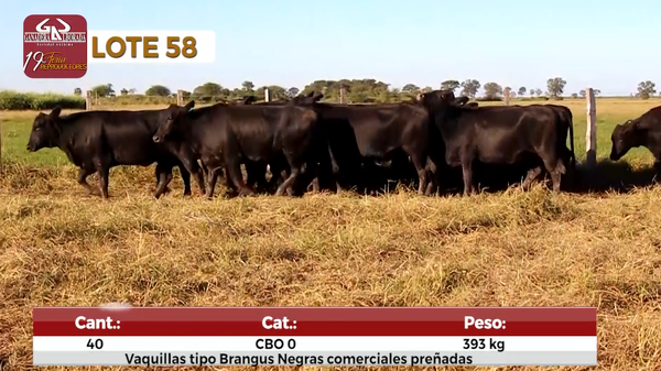 Lote Reproductores de Alborada - Lote 58