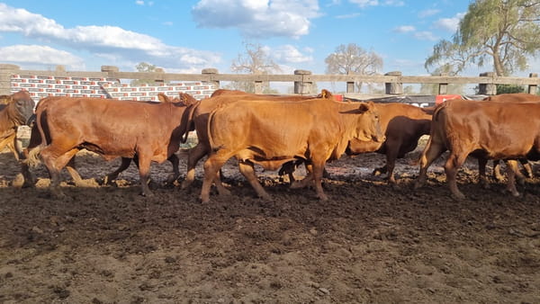 Lote Vaquillas Preñadas CBO 0