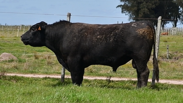 Lote Toros Aberdeen Angus