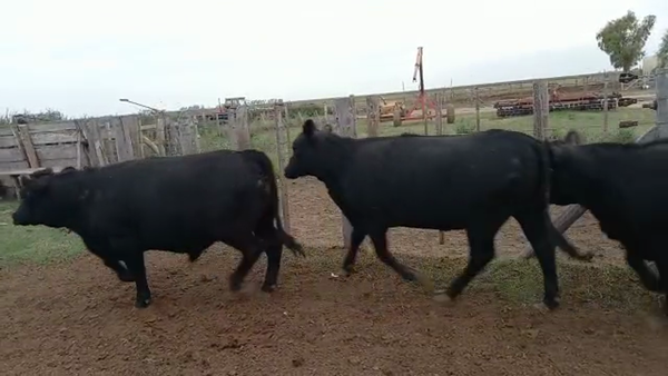Lote 19 Novillitos y Vaquillonas